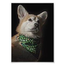 Corgi-Bandanna Photographien