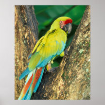 Costa Rica, Ara Ambigua, großer grüner Macaw. Plakat