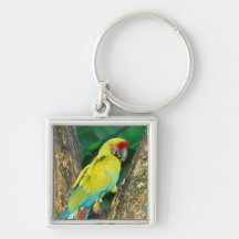 Costa Rica, Ara Ambigua, großer grüner Macaw. Schlüsselband