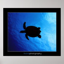 Cozumel - Hawksbill #011 Plakatdrucke