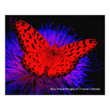 Crestone, Colorado - Schmetterling Kunstfoto