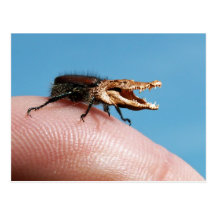 Crocobug Postkarte