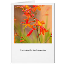 Crocosmia nach dem Sommerregen Grußkarten