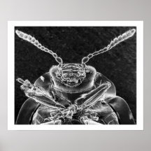 Curculionidea, Schnauze-Käfer im Chrom Plakate