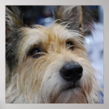 Cute Berger Picard Dog Posters