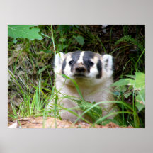 Dachs Plakate