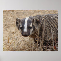 Dachsstaredown-Plakat