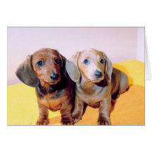 Dachsund-Welpen Karten