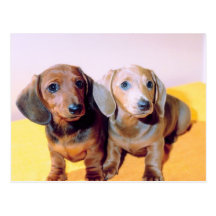 Dachsund-Welpen Postkarten
