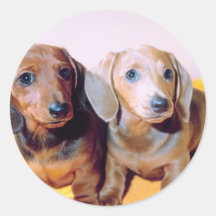 Dachsund-Welpen Runde Sticker