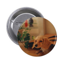 Dackel Button