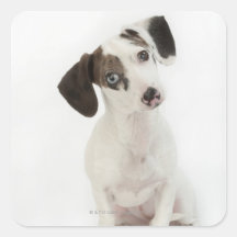 Dackel-/Chihuahuafrauwelpe Stickers