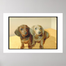 Dackel-Welpen-Plakat
