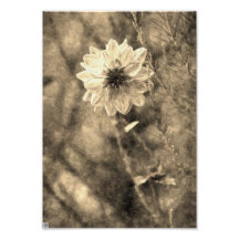 Dahlie Foto Drucke