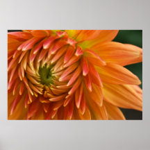 Dahlie-Plakat