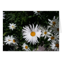 Daisies~Vail, CO1 Karte