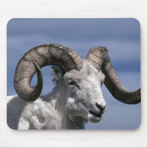Dall Schafe (großes RAM) mauspads