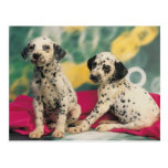 Dalmation Welpen Postkarten