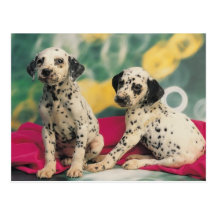 Dalmation Welpen Postkarten