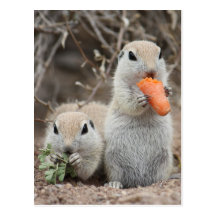 Damen, die Postkarte zu Mittag essen