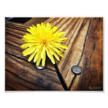 Dandelion Deck Photographic Print