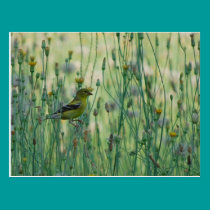 Dandelion Goldfinch postkarten