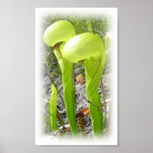Darlingtonia-Plakat