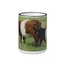 Dartmoor schnallte Gallowaykuh und -kalb um Teehaferl