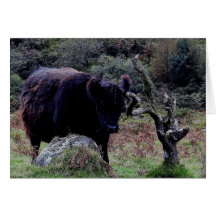 Dartmoor schwarze Galloway Kuh, die auf Baum verkr Grußkarten