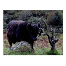 Dartmoor schwarze Galloway Kuh, die auf Baum verkr Postkarten