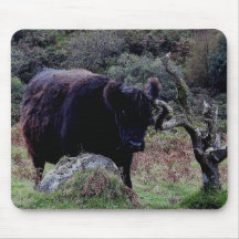 Dartmoor schwarze Galloway Kuh, die Ohr auf Baum v Mauspad