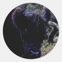 Dartmoor schwarze Galloway Kuh Scratchting auf Bau Runder Aufkleber