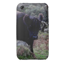 Dartmoor schwarze Galloway Kuh Scrathing auf totem iPhone 3 Case-Mate Hülle