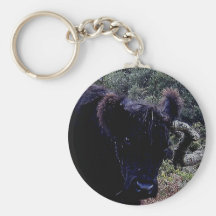 Dartmor schwarze Galloway Kuh, die auf Baum verkra Schlüsselband