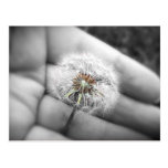Das Dandilion Postkarten
