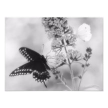 Das schwarze u. die weiße Schmetterlings-Fotografi