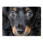 Daschund Hündchen-Postkarte postkarten