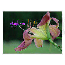 Daylily danken Ihnen 'auf dem Web Grußkarte
