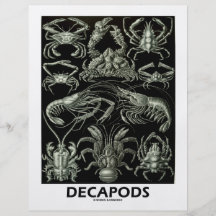 Decapods Flyerbedruckung