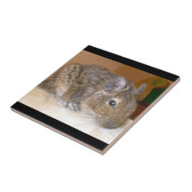 Degu entspannende Fliese