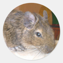 Degu entspannender Aufkleber