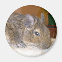 Degu entspannender Magnet Kühlschrankmagnet