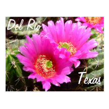 Del Rio Texas rosa Kaktus-Blume Andenken Postkarte