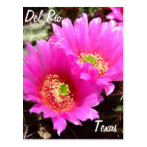 Del Rio Texas rosa Kaktus-Blume Andenken Postkarte