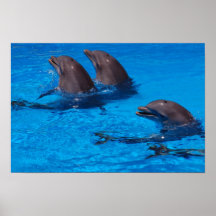 "Delfine" by mysteryella Plakatdruck