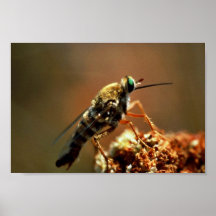 Delhi-Sande Blumen-liebevolle Fliege Plakat