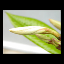 Delicate budding flower floral photography poster