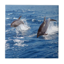 Delphin-Abenteuer Kachel
