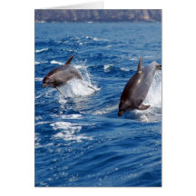 Delphin-Abenteuer Karte