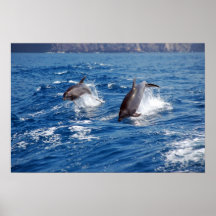 Delphin-Abenteuer Posterdruck